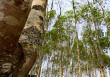 如何了解橡胶交割相关知识？橡胶什么时候进行交割？